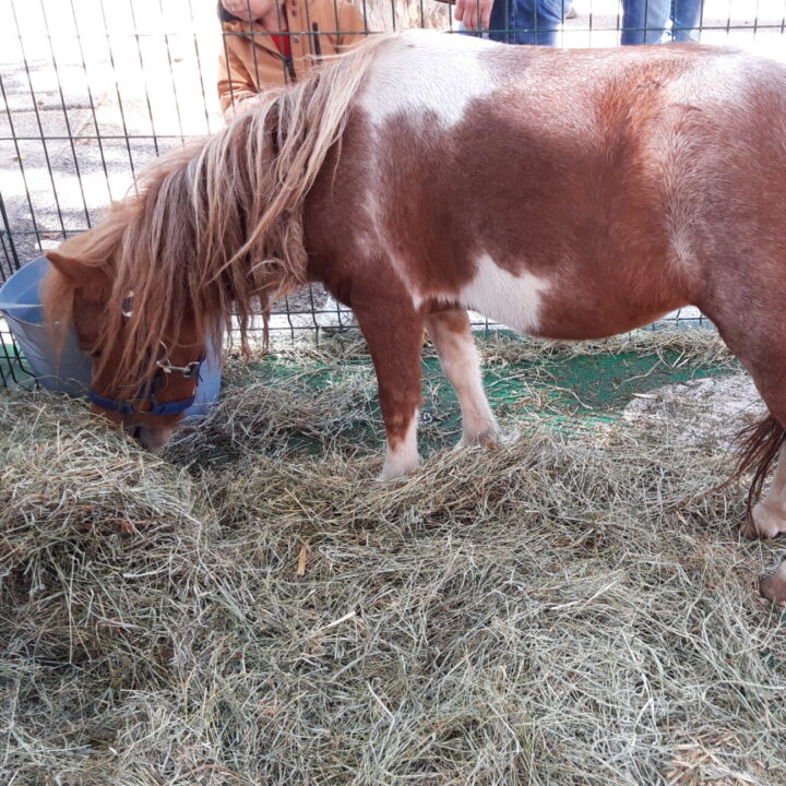 Foire agricole Gardanne