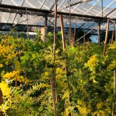 Mimosas©apolline-lhermitte-15-1920x1080-f50_50